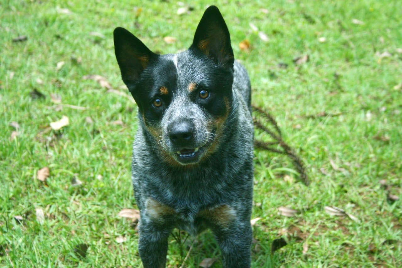 Cheyenne | Heelers Ranch